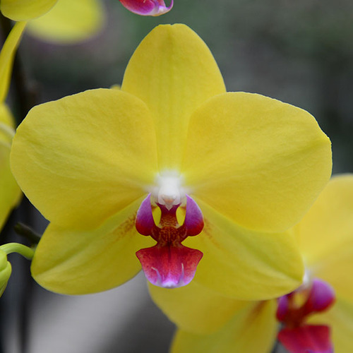 Phalaenopsis Fuller's Sunset