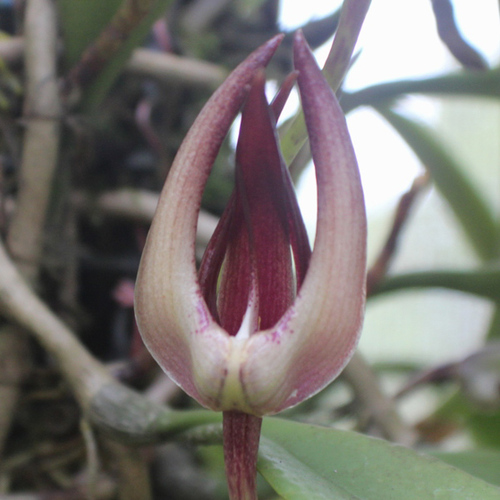 Bulbophyllum cheiri 'Red'
