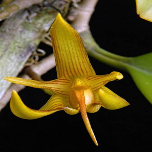 Bulbophyllum cheiri 'Yellow'