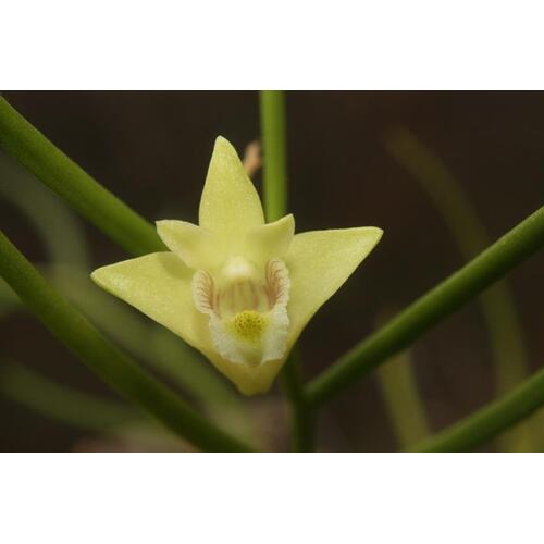 Dendrobium clavatum