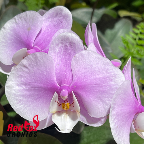 Phalaenopsis Allura 'Lady Margaret II'
