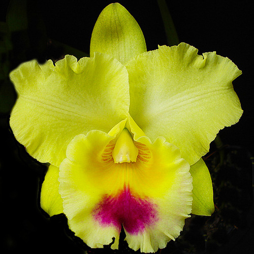 Brassolaeliocattleya Goldenzelle 'Lemon Chiffon'