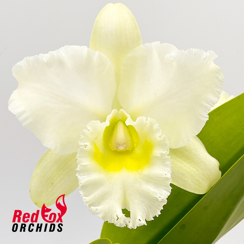 Rhyncholaeliocattleya Bernadine Kennedy 'White Jewel'