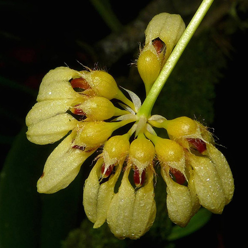 Bulbophyllum coralliferum 'Yellow'