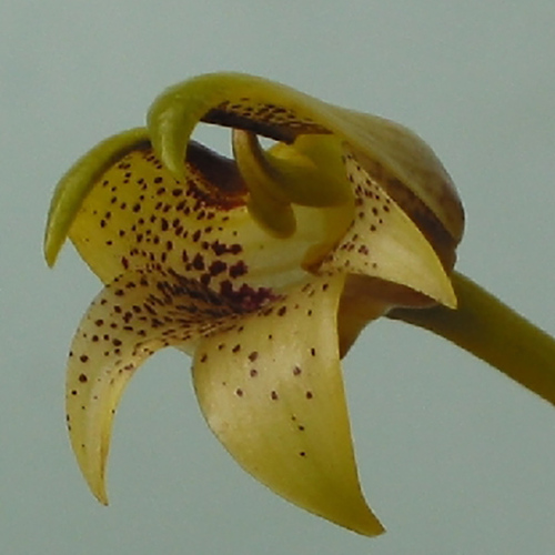 Bulbophyllum emiliorum