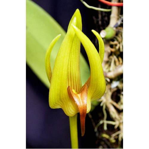 Bulbophyllum whitfordii
