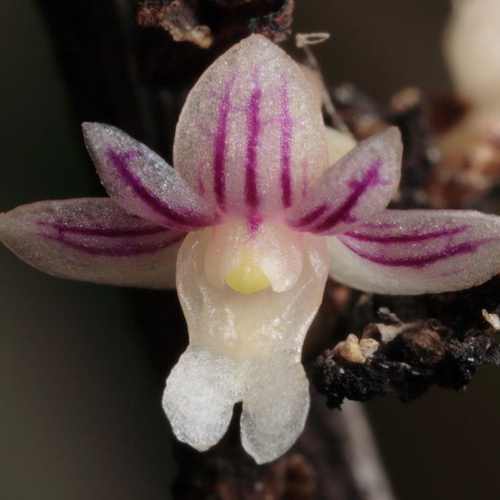 Dendrobium aloifolium
