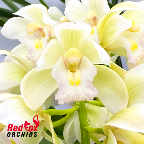 Cymbidium Sarah Jean 'Ice Cascade'