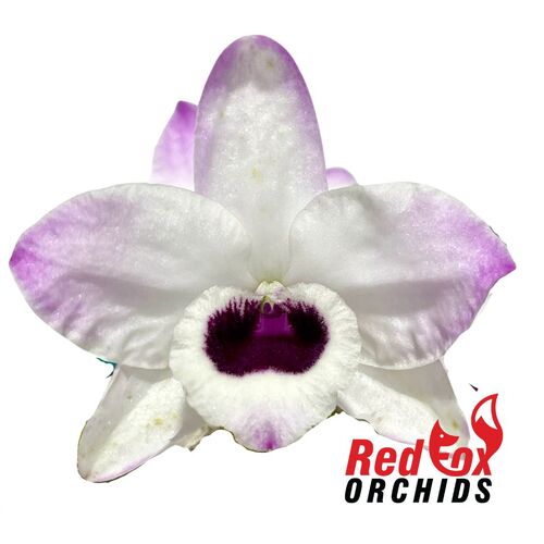 Dendrobium nobile var. cooksoniae x Yukidruma 'Bleeding Heart'