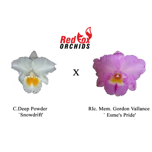 Cattleya Deep Powder `Snowdrift' x Rlc. Mem. Gordon Vallance `Esme's Pride'