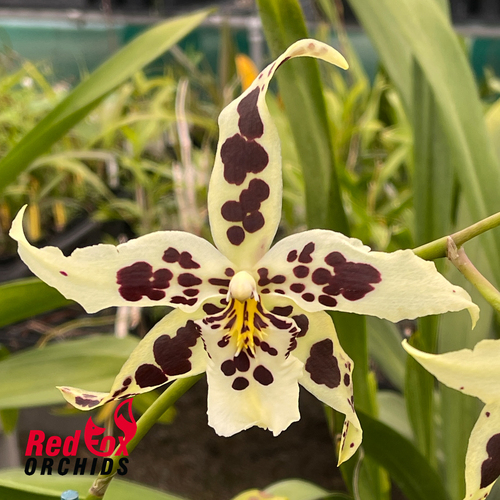 Beallara Snowblind 'Sweetspots'