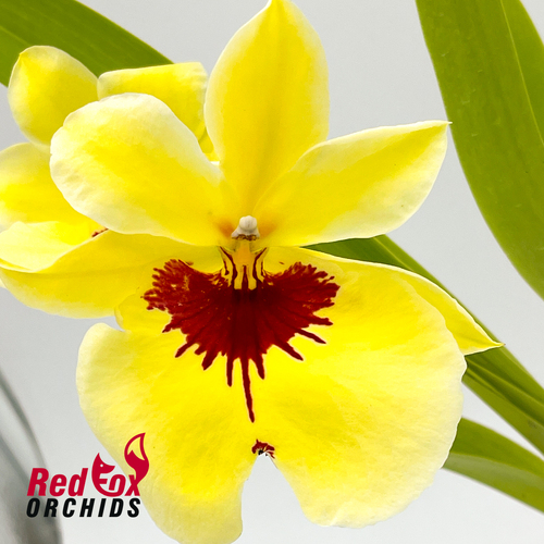 Miltoniopsis Banana Fandango 'Banana Bread'