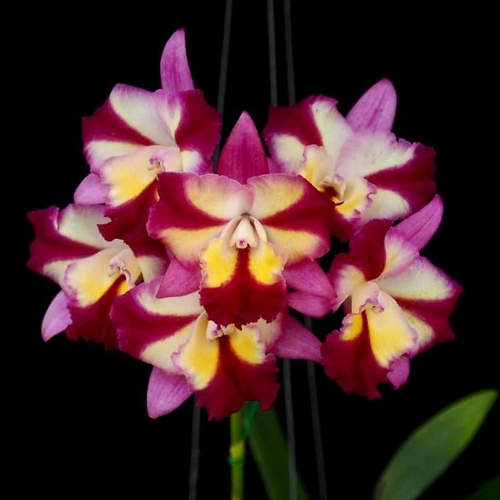 Laeliocattleya Sogo Doll 'Little Princess'