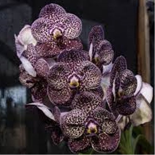 Vanda Kulwadee Fragrant 'Black'