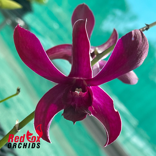 Dendrobium Red Bull 'LD'