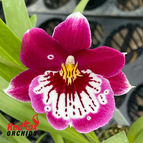 Miltoniopsis Hajime Ono 'Raspberry'