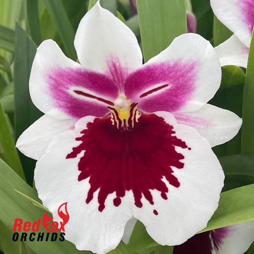 Miltoniopsis White Truffle 'Bright Eyes'