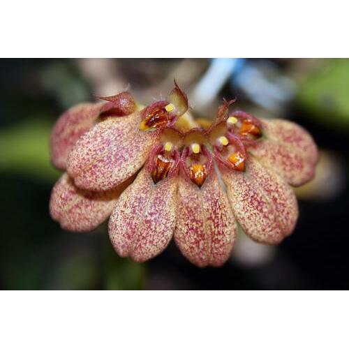 Bulbophyllum andersonii
