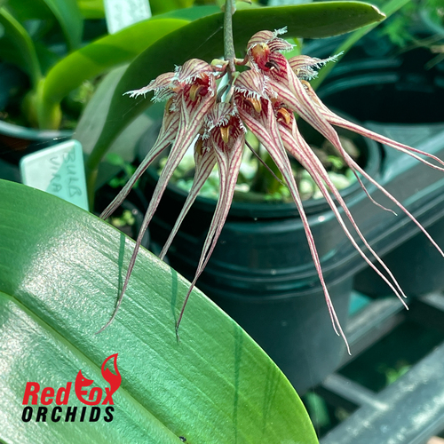 Bulbophyllum sanguineopunctatum 'Pink'