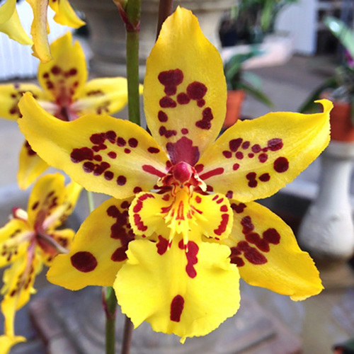 Odontocidium Tiger Crow 'Golden Girl'