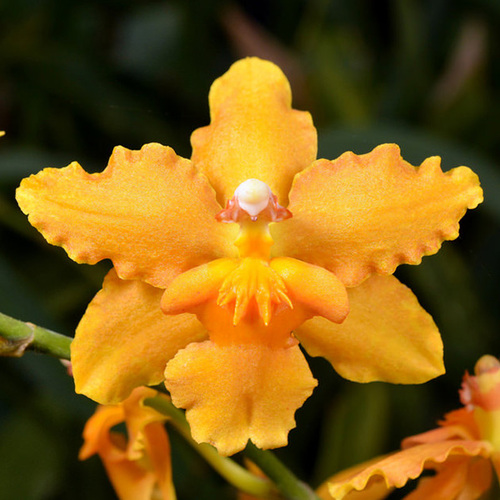 Burrageara Sunkissed 'Buttercup'
