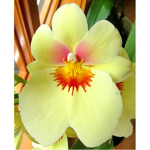 Miltoniopsis Andrea West 'HOF'