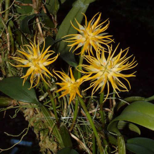 Bulbophyllum concinnum