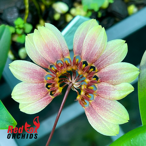 Bulbophyllum Daisy Chain