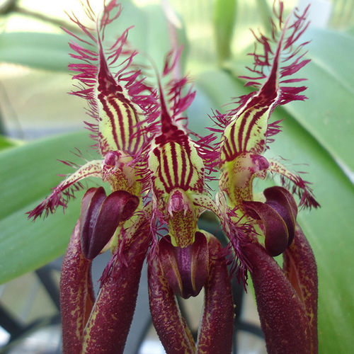 Bulbophyllum Doris Dukes