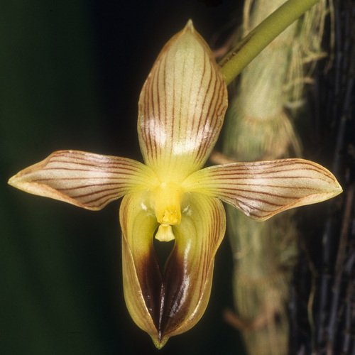 Bulbophyllum hahlianum