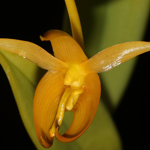 Bulbophyllum macranthoides