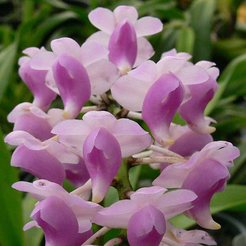 Aerides odorata