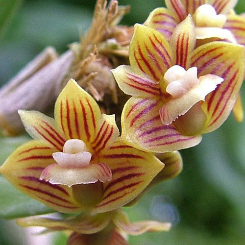 Dendrobium distichum