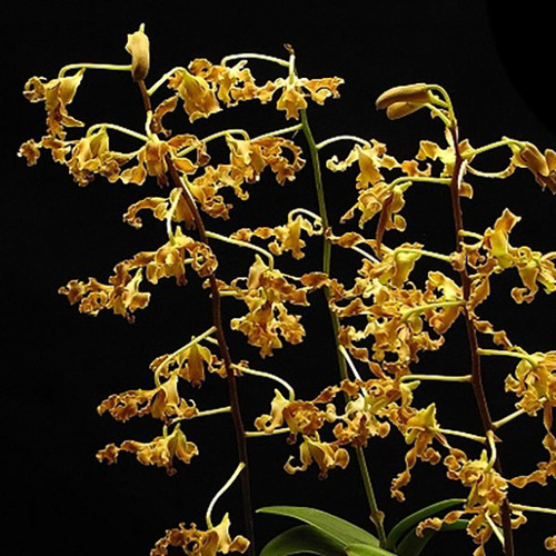 Dendrobium discolor
