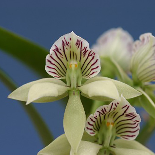 Encyclia ionophlebium