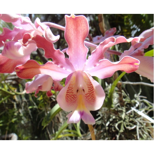 Schombergia tibicinis