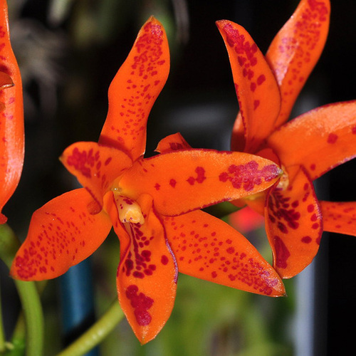 Cattleya aurantiaca 'Orange' x 'Spots' x 'Golden Dew'