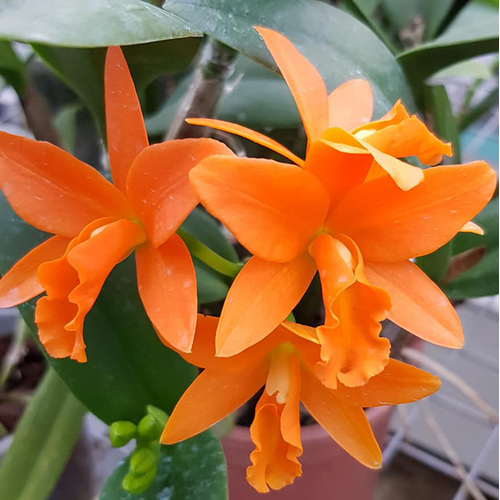 Brassolaeliocattleya Young-Min Orange 'Golden Satisfaction'