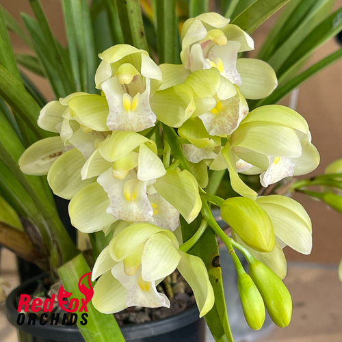 Cymbidium Sarah Jean 'Ford Cascade'