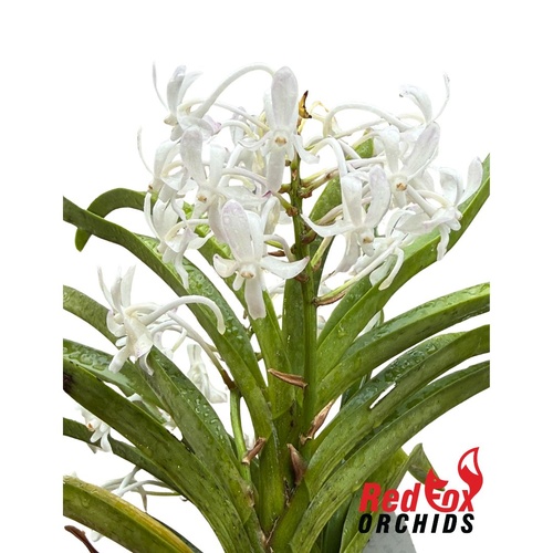 Vanda Lou Sneary Alba