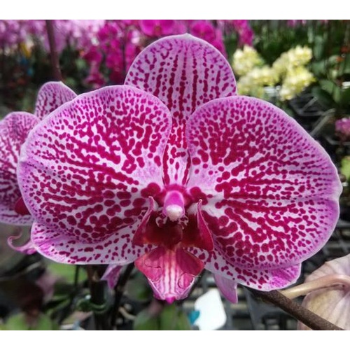 Phalaenopsis Kirei Waltz