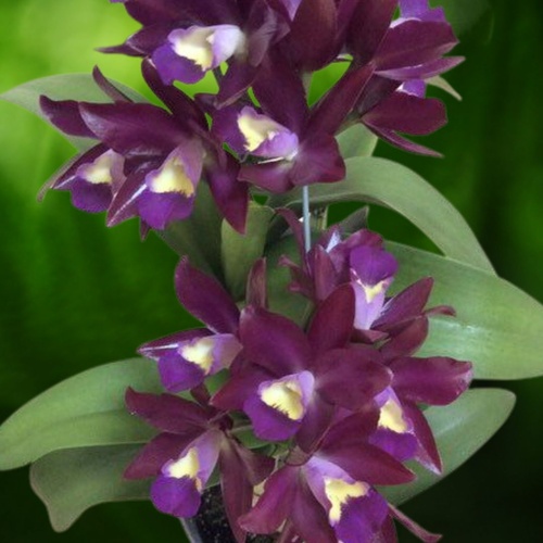 Cattlianthe  Chocobactia