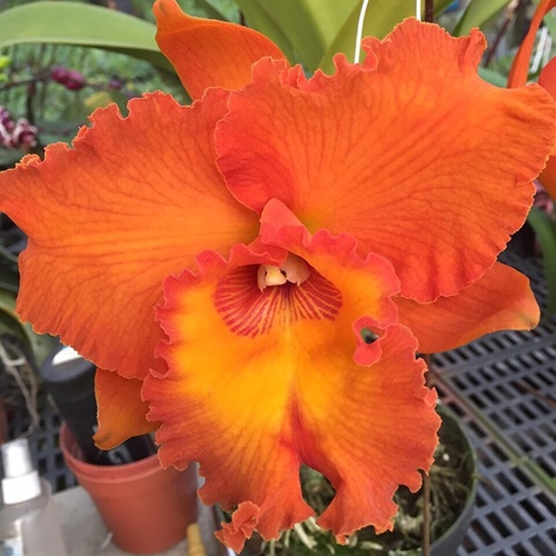 Brassolaeliocattleya Mem Dng Weh-Mo x Apricot Flare 'Golden Sun'