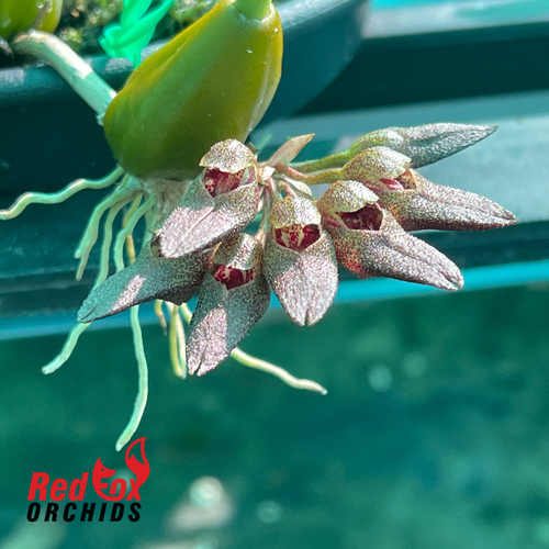 Bulbophyllum frostii x spathulatum