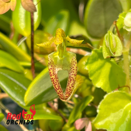 Bulbophyllum lasiochilum 'Light'
