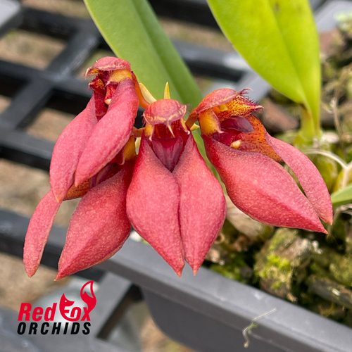 Bulbophyllum mastersianum x Meen Poison Rasberry