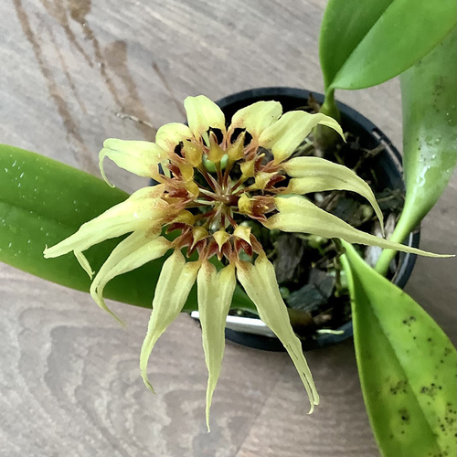 Bulbophyllum Meen Endless Love x Lion King