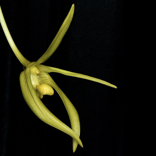 Bulbophyllum megalanthum