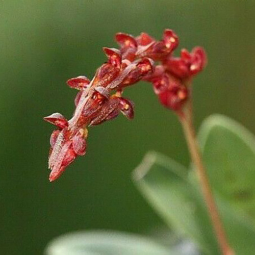 Bulbophyllum rufilabrum