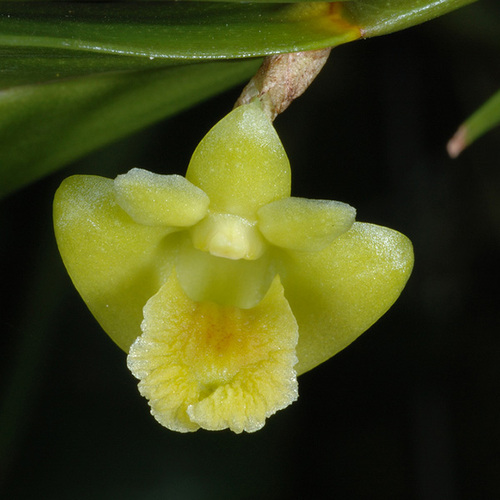 Dendrobium keithii